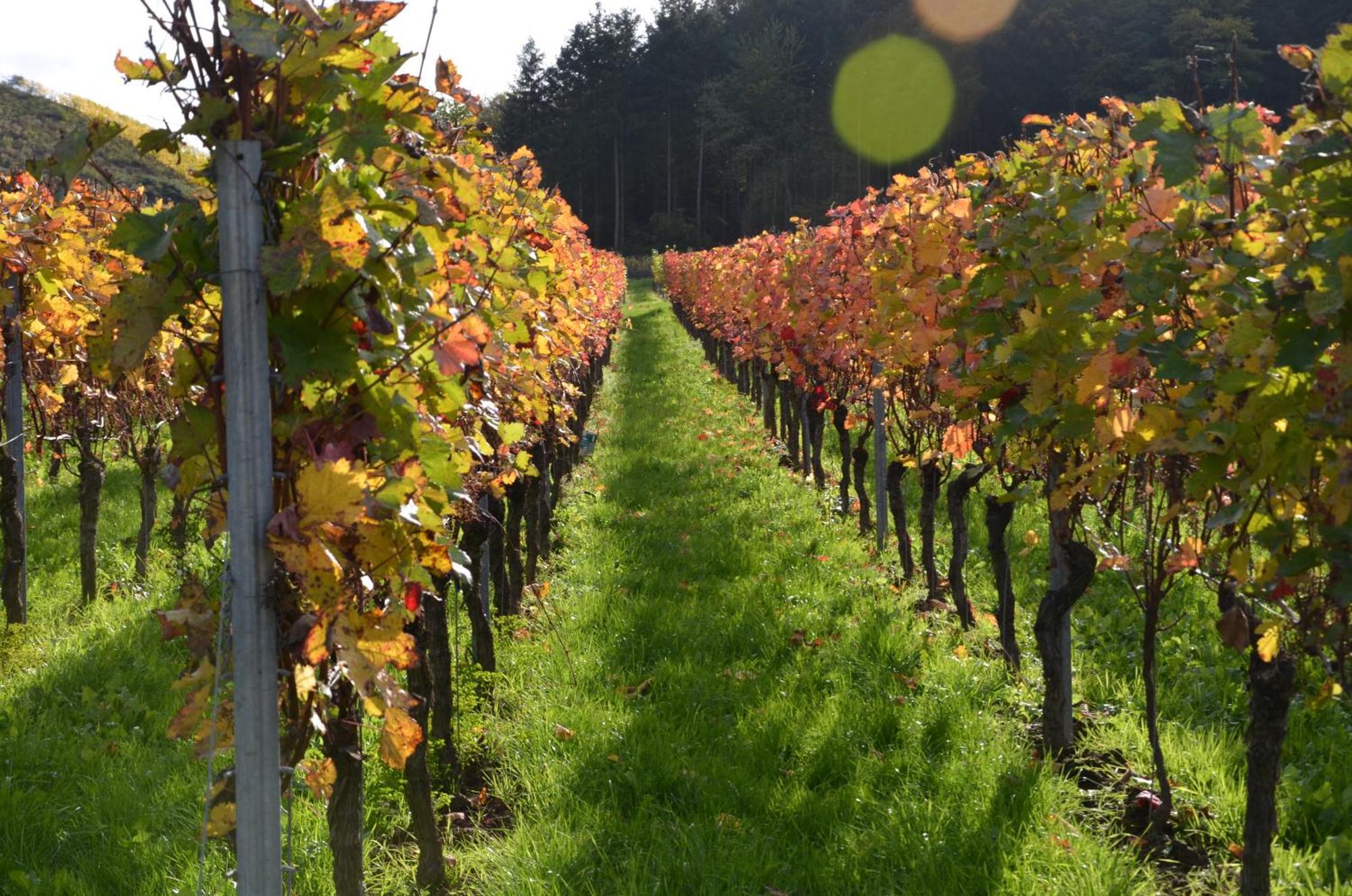 恩斯特Ferienweingut Gansen / Hochgenuss 1公寓 外观 照片