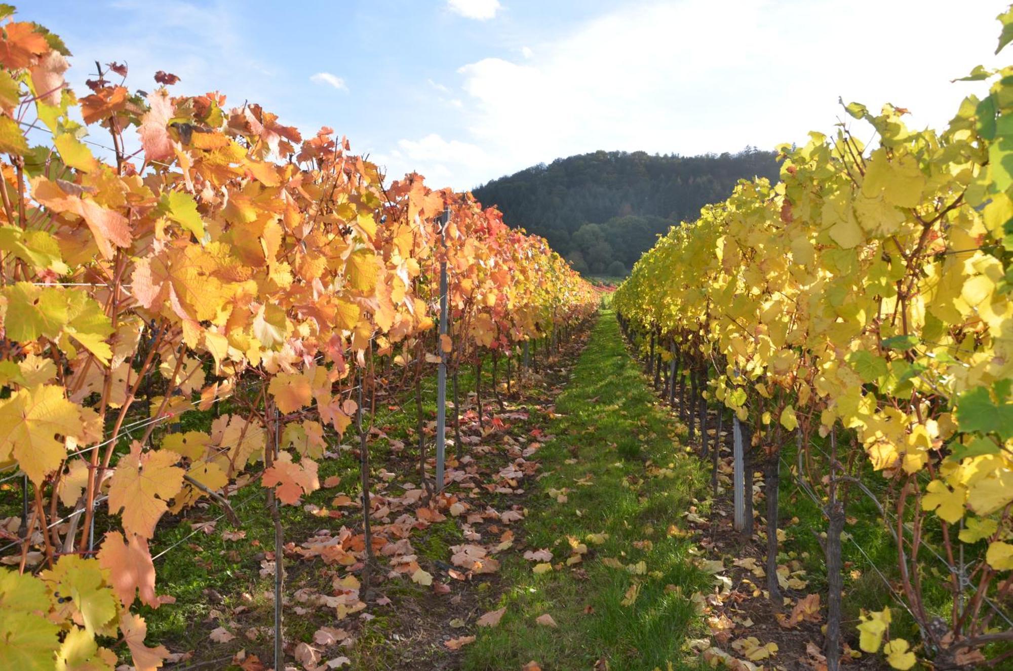 恩斯特Ferienweingut Gansen / Hochgenuss 1公寓 外观 照片